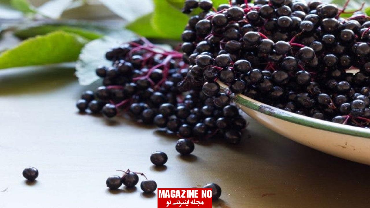 آقطی سیاه ( انگو کولی ) Elderberry