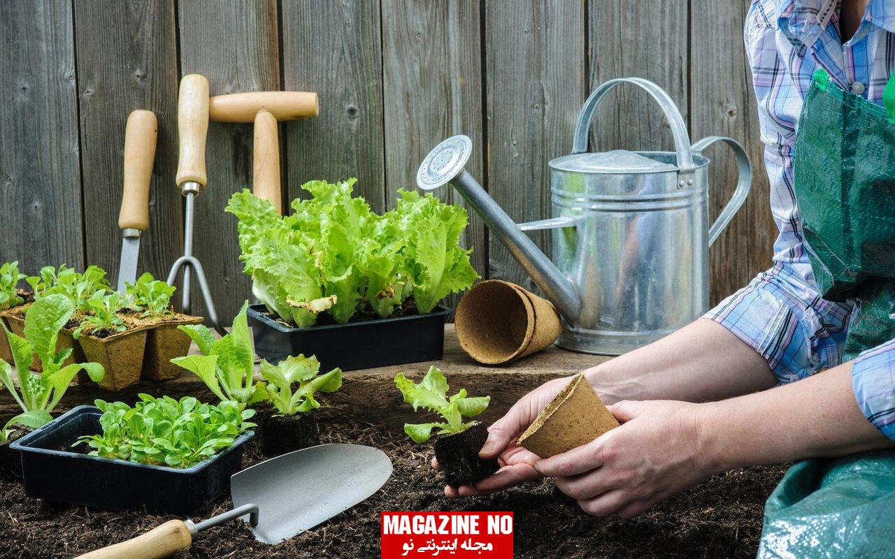 کاشت سبزی در خانه با اصولی ترین و راحت ترین روش ها 