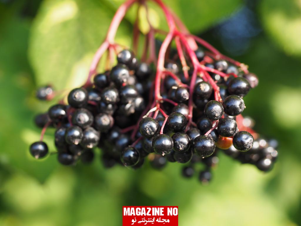 آقطی سیاه ( انگو کولی ) Elderberry