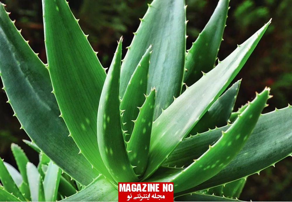 صبرزرد Aloe| برسی جامع خواص دارویی و طرز استفاده صبرزرد 