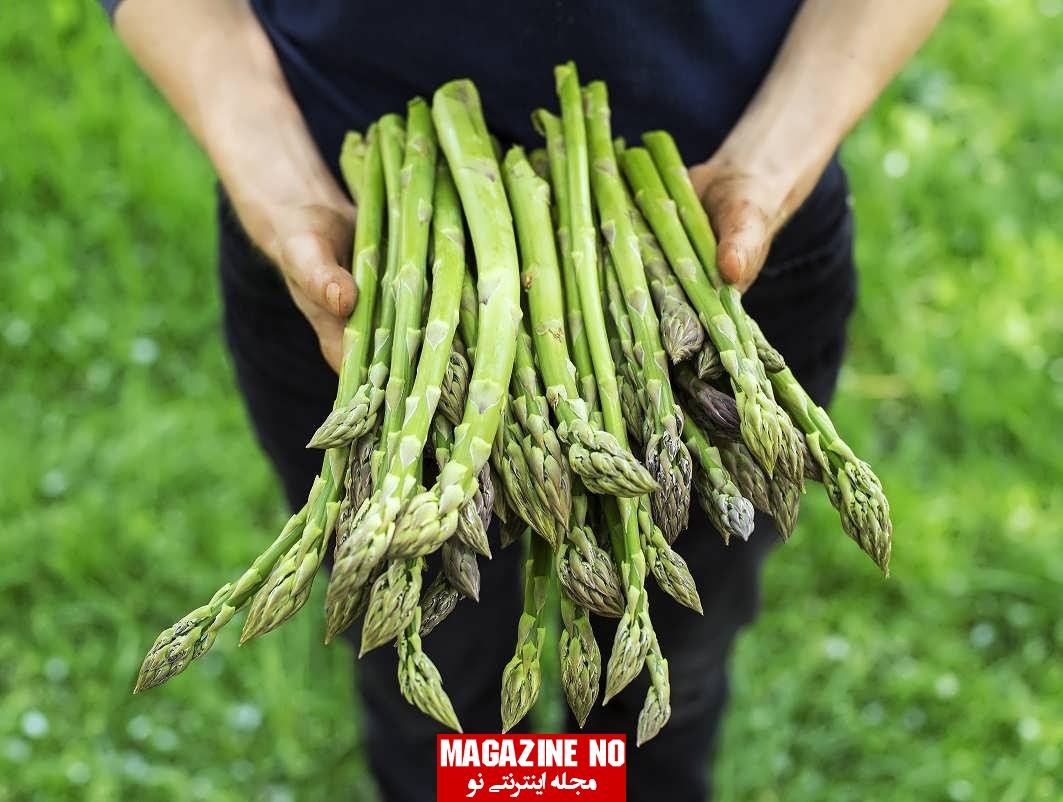 مارچوبه Asparagus| برسی جامع و کامل گیاه مارچوبه