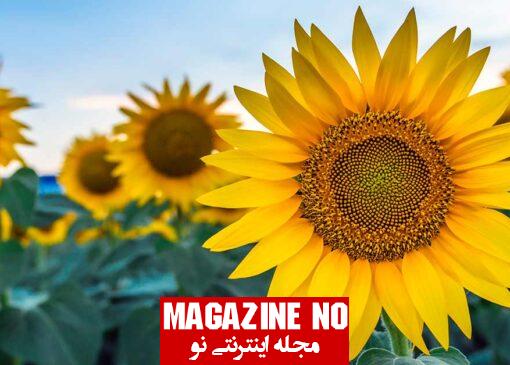 آفتاب گردان SUNFLOWER| برسی جامع درباره خواص دارویی و طرز استفاده این گیاه خاص