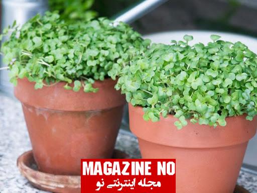 برسی جامع بهمراه آموزش نحوه کاشت شاهی(ترتیزک)