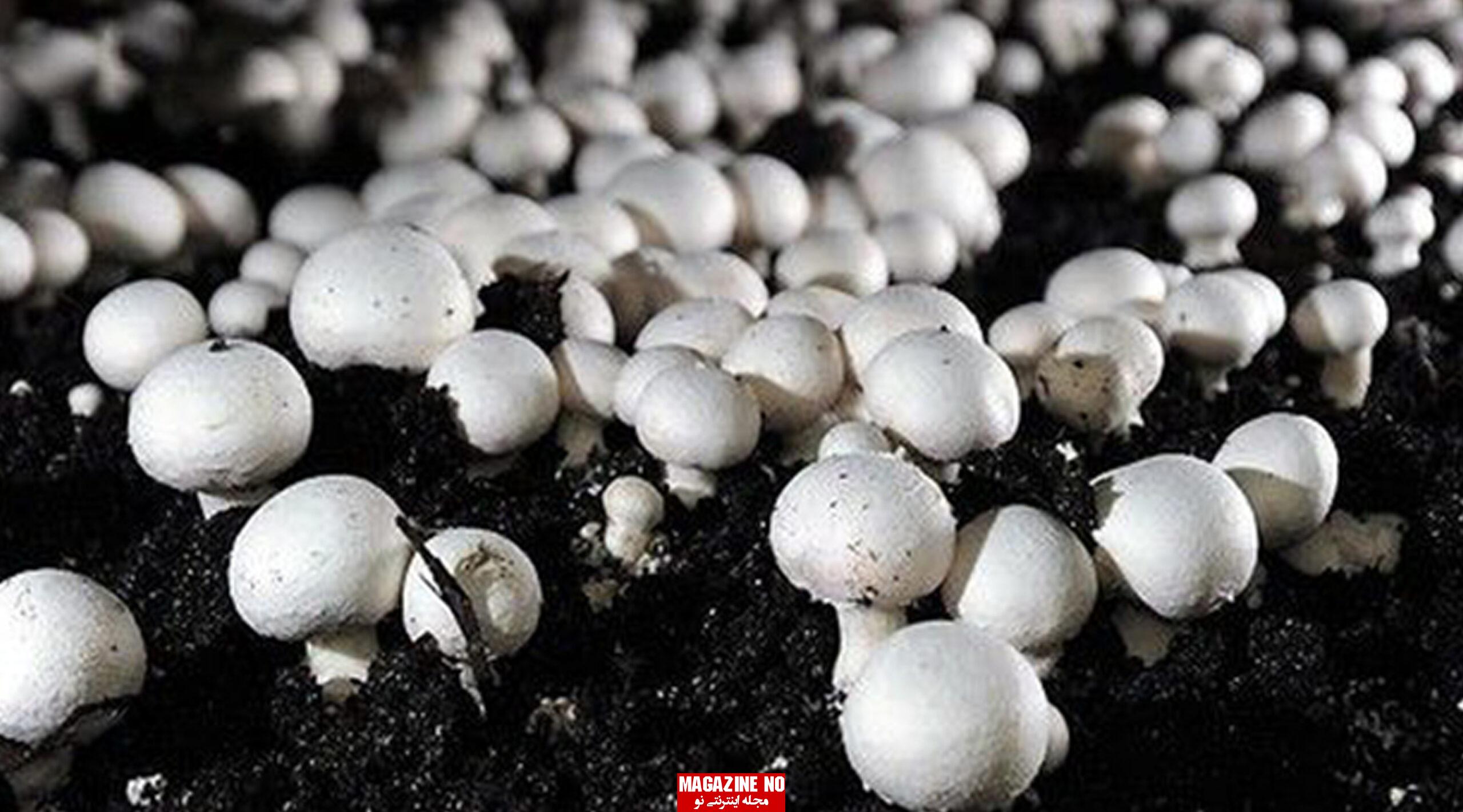 نحوه کاشت قارچ با بهترین روش بسیار راحت و سریع