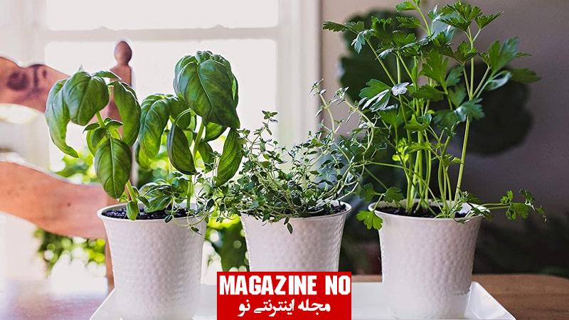 کاشت سبزی در خانه با اصولی ترین و راحت ترین روش ها 