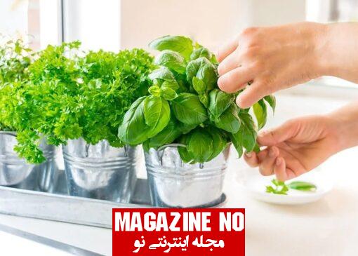 کاشت سبزی در خانه با اصولی ترین و راحت ترین روش ها