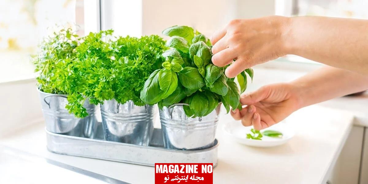 کاشت سبزی در خانه با اصولی ترین و راحت ترین روش ها