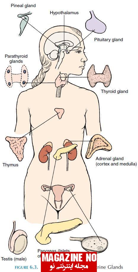 غده های بدن + بررسی انواع غده‌ها و ویژگی‌های آن‌ها