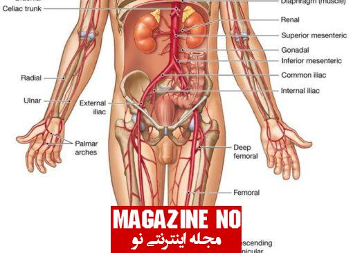 عضو یا اندام بدن + بیماری‌ها و اختلالات مرتبط با اعضای بدن