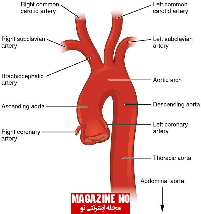 شریان (Artery) + بررسی بیماری‌های شریانی