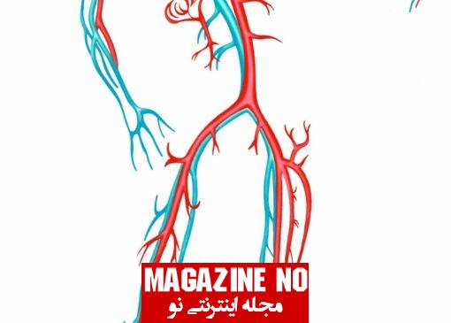 سیاهرگ (Vein) + اهمیت سیاهرگ‌ها در حفظ سلامتی