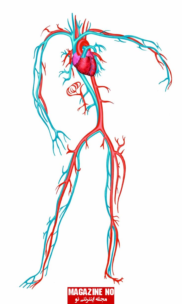 سیاهرگ (Vein) + اهمیت سیاهرگ‌ها در حفظ سلامتی