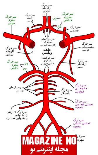 شریان (Artery) + بررسی بیماری‌های شریانی