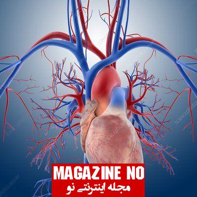 سیاهرگ (Vein) + اهمیت سیاهرگ‌ها در حفظ سلامتی