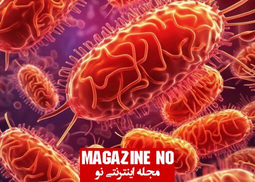 سالمونلا (Salmonella): علائم و نشانه‌های عفونت سالمونلا و روش های پیشگیری