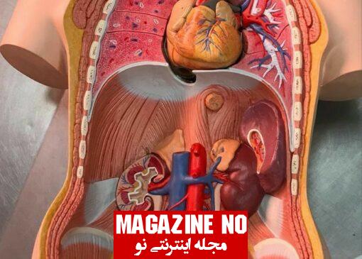 انواع فیزیولوژی (Physiology) بدن و بررسی فیزیولوژی در پزشکی و سلامت