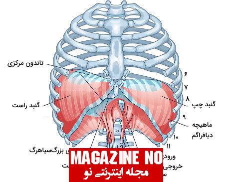 قفسه سینه (Chest) + آناتومی قفسه سینه