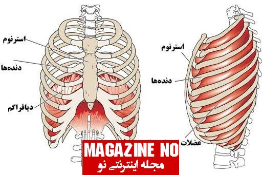 قفسه سینه (Chest) + آناتومی قفسه سینه