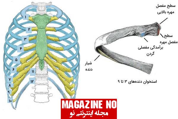 قفسه سینه (Chest) + آناتومی قفسه سینه