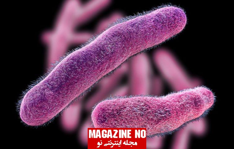 عفونت شیگلا (Shigella) + علائم، عوارض و درمان عفونت ناشی از شیگلا