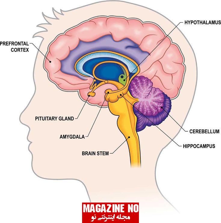 ساقه مغز (Brain stem) چیست؟ ساختار، عملکرد و اختلالات