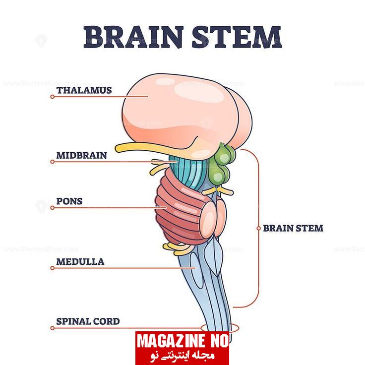 ساقه مغز (Brain stem) چیست؟ ساختار، عملکرد و اختلالات