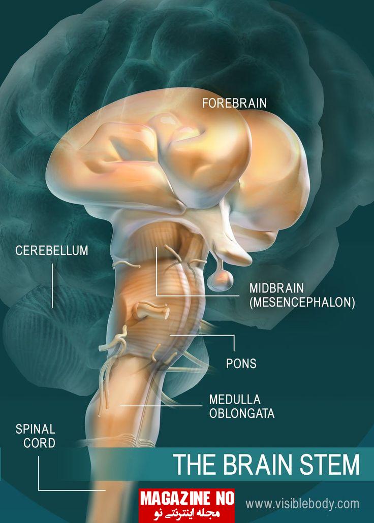 ساقه مغز (Brain stem) چیست؟ ساختار، عملکرد و اختلالات