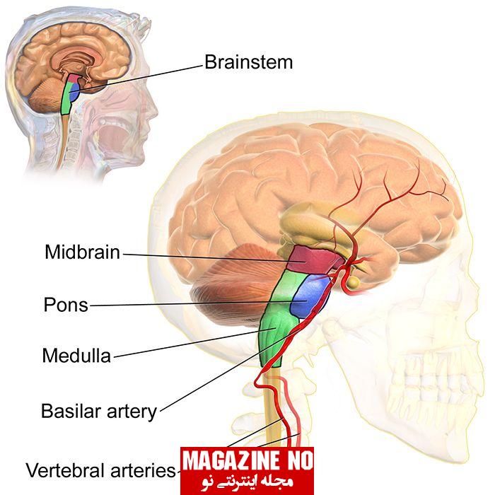 ساقه مغز (Brain stem) چیست؟ ساختار، عملکرد و اختلالات