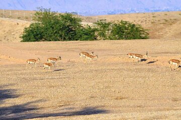 شکارچی سه راس آهو در جغتای خراسان رضوی به دام افتاد