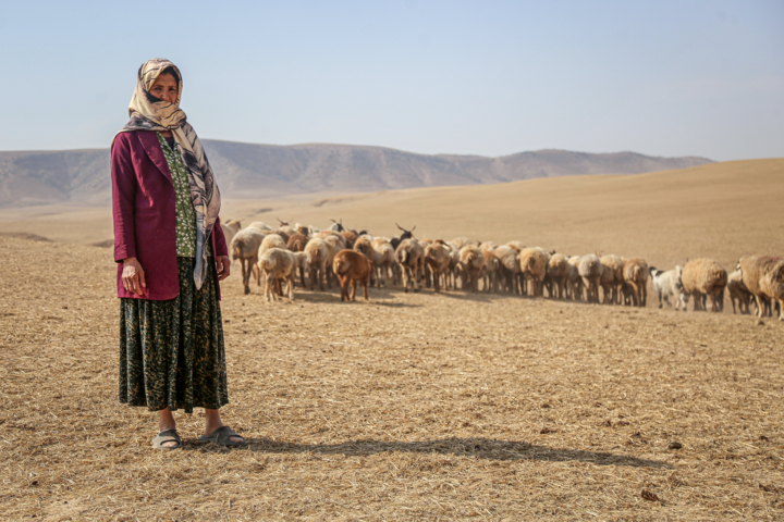 خشکسالی قاتل حیات وحش بوشهر