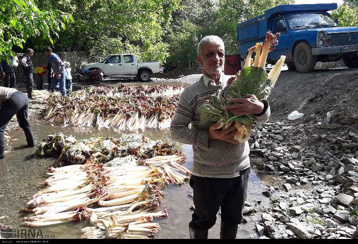 جشنواره ریواس تربت‌حیدریه وارد تقویم رویدادهای گردشگری کشور شد