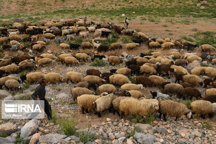 بیمه محصولات کشاورزی پشتوانه ای محکم برای جبران خسارات کشاورزان