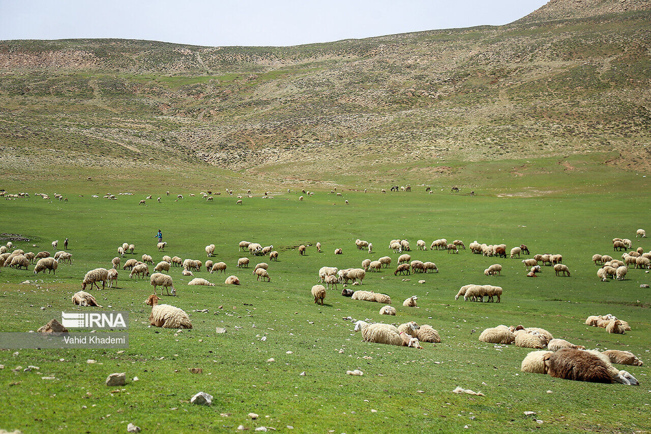اشتغالزایی در بهرهبرداری از مراتع خراسان شمالی: فرصتی برای توسعه پایدار