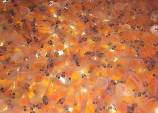 🐟 واردات ۵۰۰ هزار تخم ماهی قزل‌آلا به بروجرد؛ رونق صنعت آبزی‌پروری در راه است!