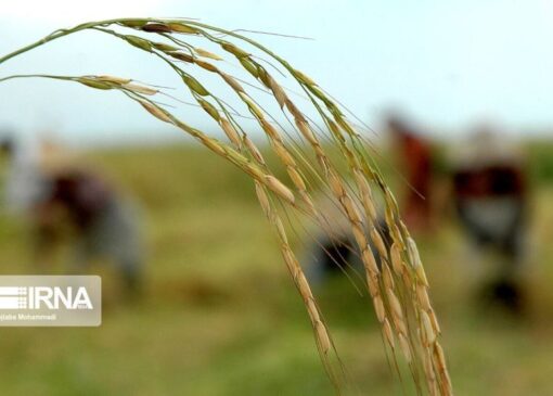 پیشنهاد راهبردی مازندران برای تنظیم بازار برنج و مرکبات کشور