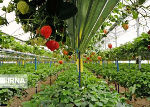 پایش طرح‌های خوداشتغالی در خراسان شمالی؛ انحراف تنها ۲ درصد از تسهیلات پرداختی