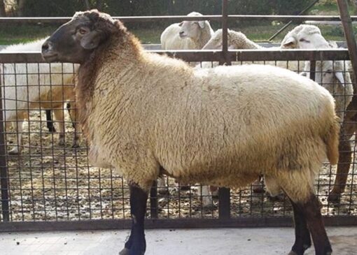 تخصیص یک درصد عوارض واردات نهاده دامی به حوزه دامپروری