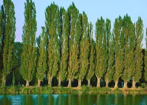 باقری: قطع درختان صنوبر در منطقه جنگلی چمستان با مجوز قانونی انجام شد