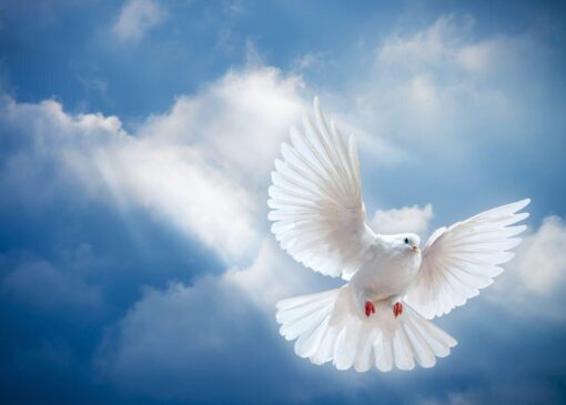 مادر شهیدان جلیلی آسمانی شد