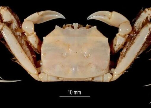 کشف خرچنگ ۶۵ میلیون ساله؛ ملاقات با دایناسورها در یک قاب!