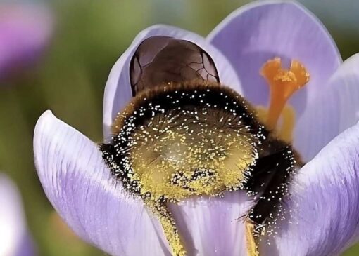 لحظاتی شاد با تصاویر دیدنی از زنبورهای دوست داشتنی