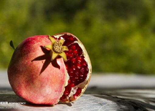 آغاز برداشت انار ترش از باغ‌های املش به گفته غلامی