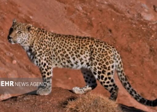 ثبت ۳ قلاده پلنگ در پارک ملی صیدوا؛ قوچ وحشی شکار شد