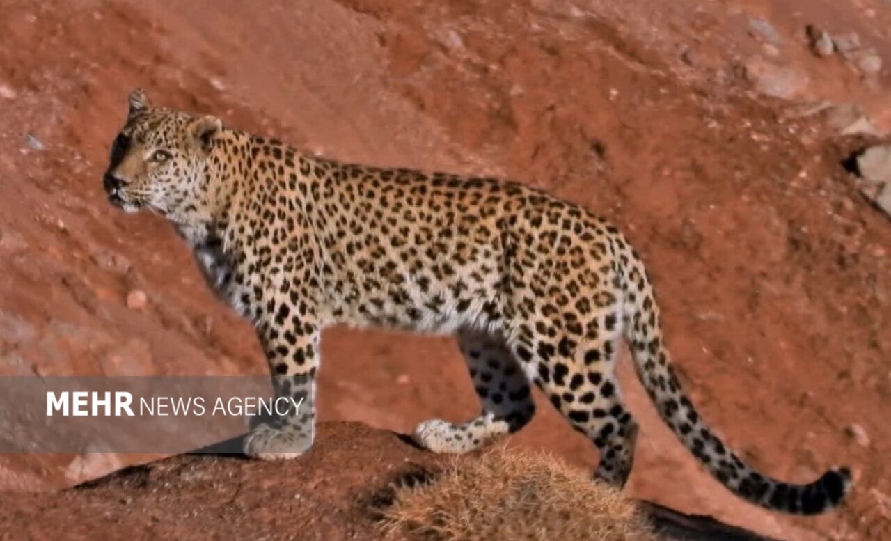 ثبت ۳ قلاده پلنگ در پارک ملی صیدوا؛ قوچ وحشی شکار شد