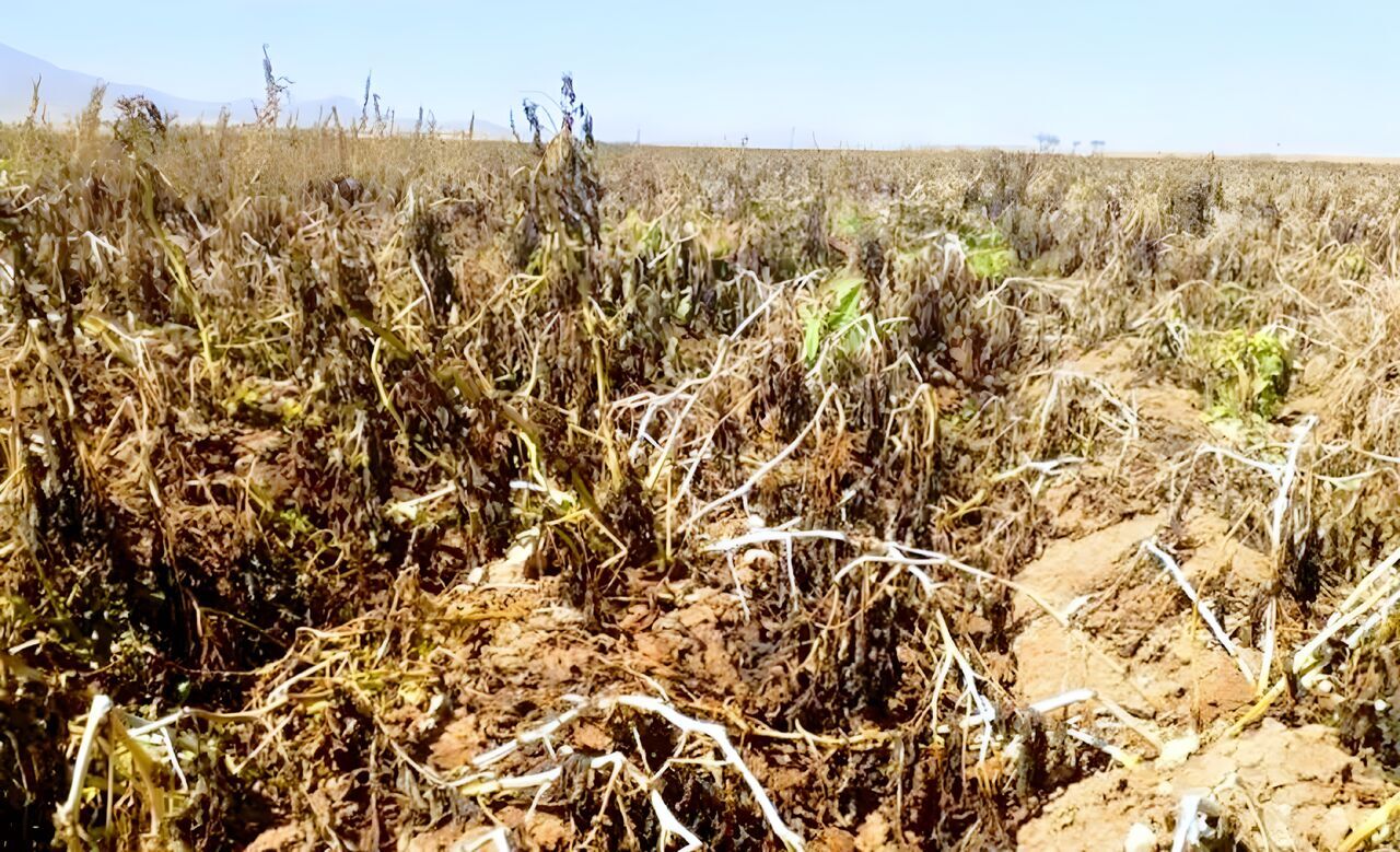 تخصیص بودجه برای اتمام پروژه کمربندی خوانسار