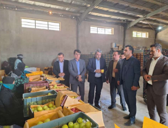 خرید حمایتی ۱۱۰۰ تن سیب از کشاورزان ۳ شهرستان