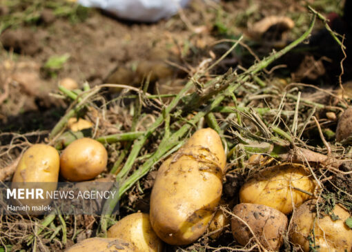 اولین جلسه کارگروه ذخایر احتیاطی سیب‌زمینی در کرمانشاه برگزار شد
