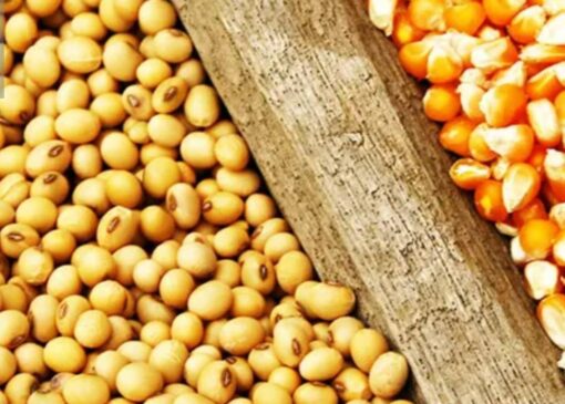 توزیع نهاده های دامی در سرخس