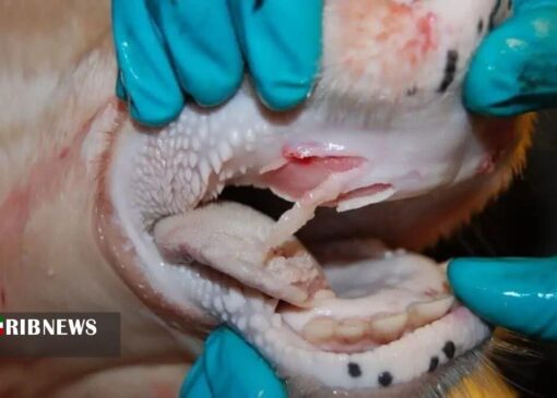 تایید تب برفکی در شمال اردبیل