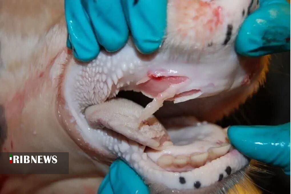 تایید تب برفکی در شمال اردبیل